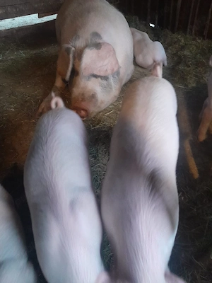 purcei de vinzare