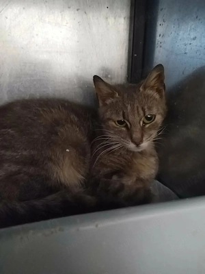Pisica superbă spre adopție 