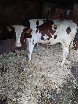 Juninci red holstein 