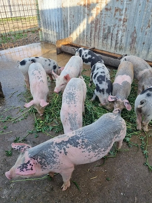 Vând purcei