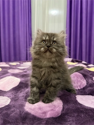 british longhair smoke - imagine 4