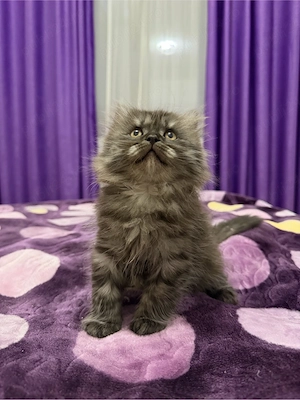 british longhair smoke