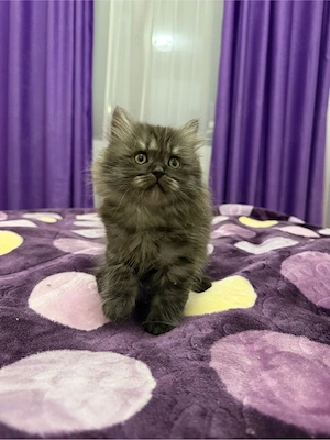 british longhair smoke - imagine 2