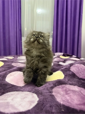 british longhair smoke - imagine 5