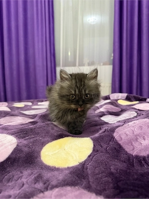 british longhair smoke - imagine 3
