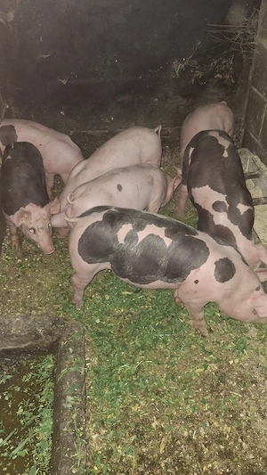 Purcei de vânzare 