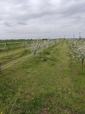 Livada 400 visini pe rod  la 70 km de Bucuresti  - imagine 2