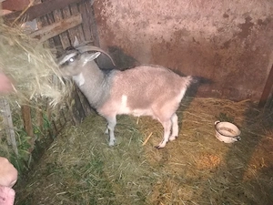 Vând capre și ied