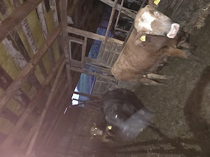 Vand 3 tauri angus aproximativ 350-400 kg - imagine 3