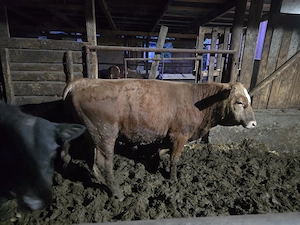 Vand 3 tauri angus aproximativ 350-400 kg - imagine 4