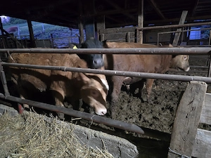 Vand 3 tauri angus aproximativ 350-400 kg - imagine 5