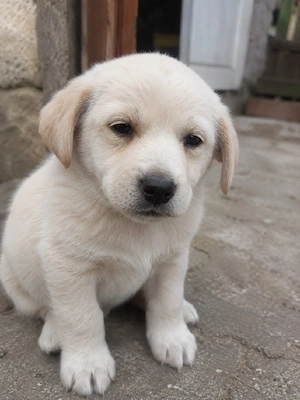 bichon maltez