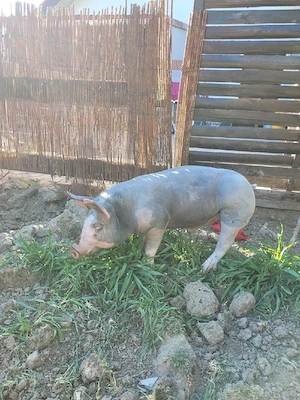 Vând Vieruș