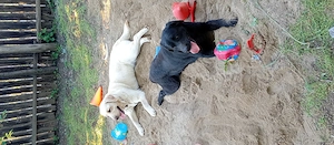 Vând câini Labradori,două femele cu pedigree 