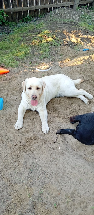 Vând câini Labradori,două femele cu pedigree  - imagine 2