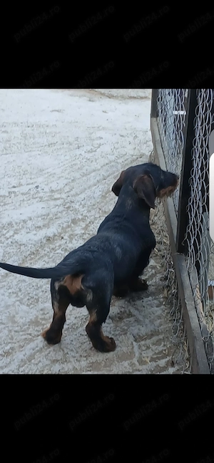 Teckel mascul  Dachshund