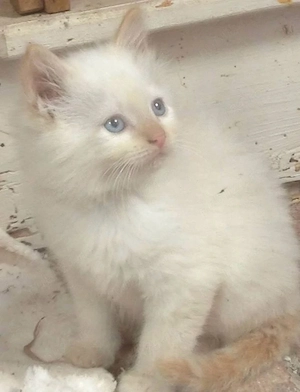 Ragdoll jucaus  - imagine 3