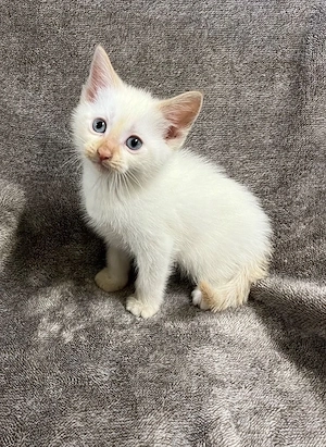 Ragdoll jucaus 