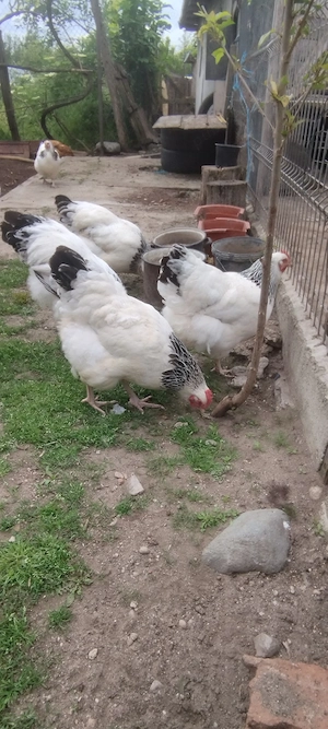 ouă de incubat de sussex herminat deschis  - imagine 5