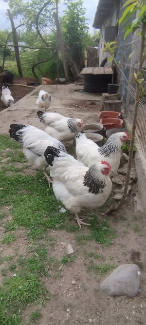 ouă de incubat de sussex herminat deschis  - imagine 4