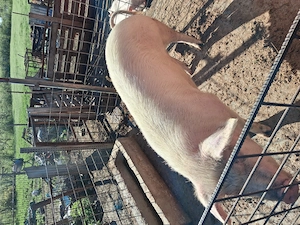Vind porc de carne - imagine 2