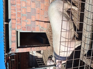 Vind porc de carne
