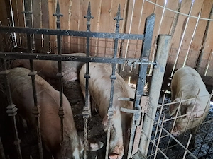 vand porci