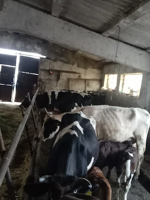 caut două persoane pentru ferma de vaci