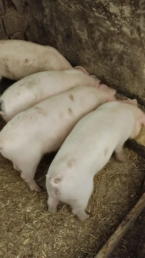 Vând șoldănei aproximativ 25 kg - imagine 2