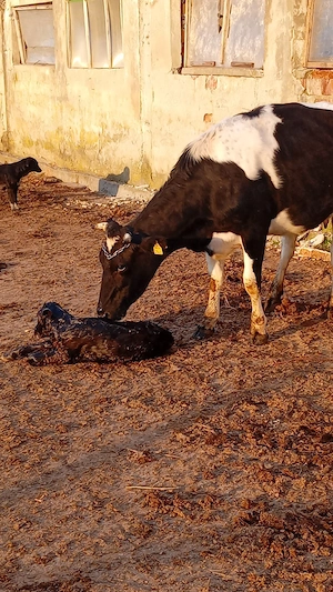 caut două persoane pentru ferma de vaci