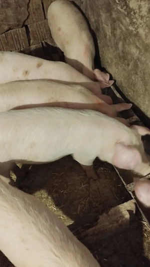 Vând șoldănei aproximativ 25 kg - imagine 3