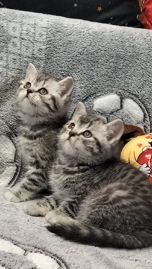 British Shorthair Silver Tabby 