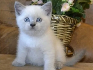 British Shorthair White Tabby 