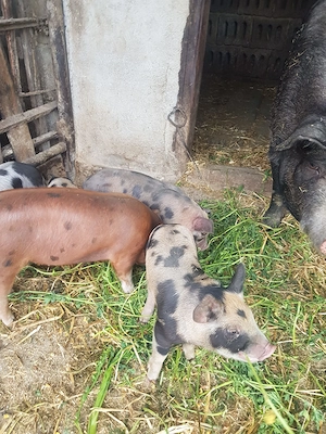Vând 11 purceii în Șăulia de Câmpie 