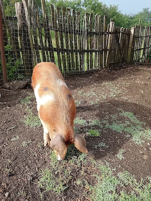 porc de vânzare 