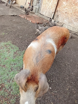 Porc de vânzare 