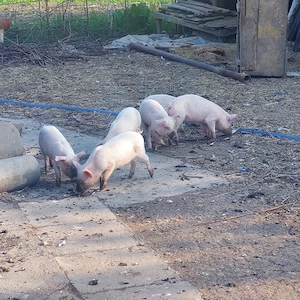 Purcei 9 sapamani - imagine 3