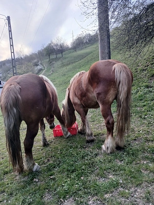 iepe de vânzare 