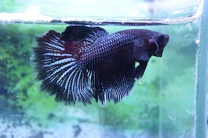 Masculi Betta pesti acvariu superbi - imagine 2