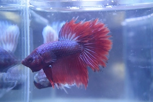 Masculi Betta pesti acvariu superbi - imagine 5