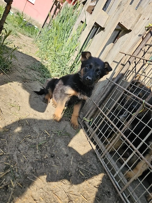 Pui de Ciobănesc German disponibili 