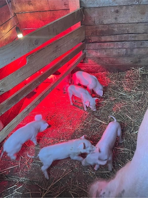 Scroafă Landrace + 9 purcei sănătoși | Se pot REZERVA | Super ofertă  - imagine 3