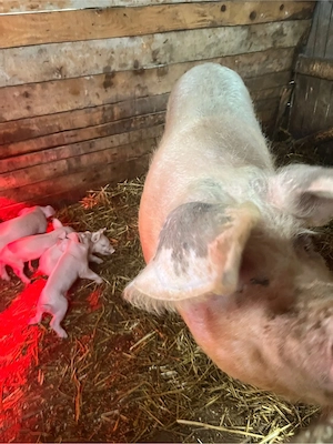 Scroafă Landrace + 9 purcei sănătoși | Se pot REZERVA | Super ofertă 