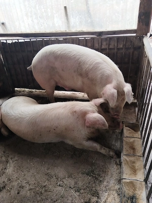Porci de vanzare 