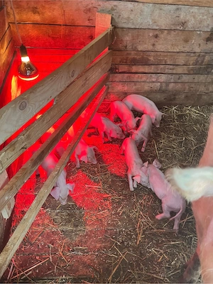 Scroafă Landrace + 9 purcei sănătoși | Se pot REZERVA | Super ofertă  - imagine 4