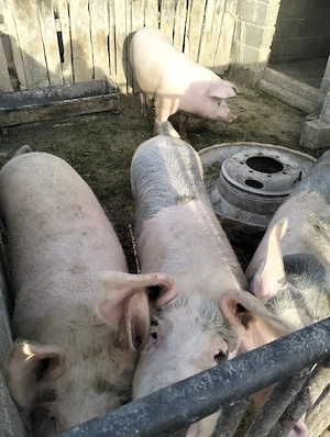 porci de sacrificat - imagine 2