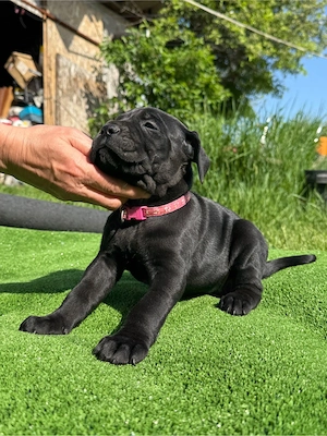 Pui Cane Corso Rasa Pura - imagine 2