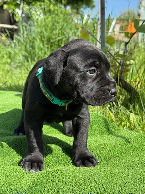 Pui Cane Corso Rasa Pura - imagine 3
