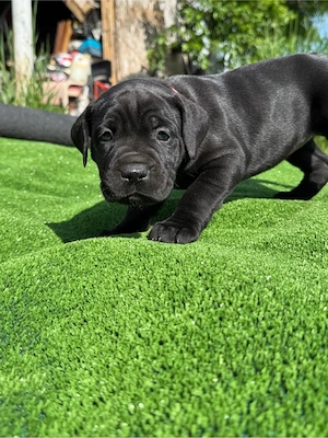 Pui Cane Corso Rasa Pura - imagine 5