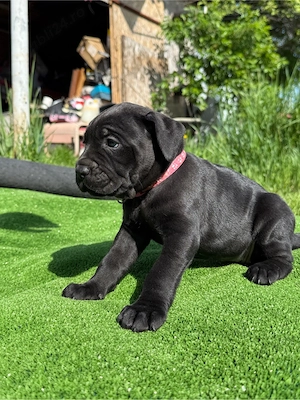 Pui Cane Corso Rasa Pura - imagine 4